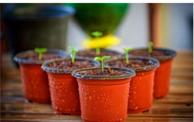 plantes cpie.JPG