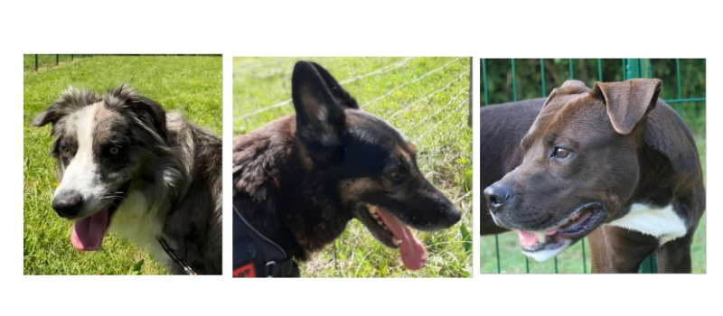 Les trois stars de la semaine : Mao, Rex et Diego !