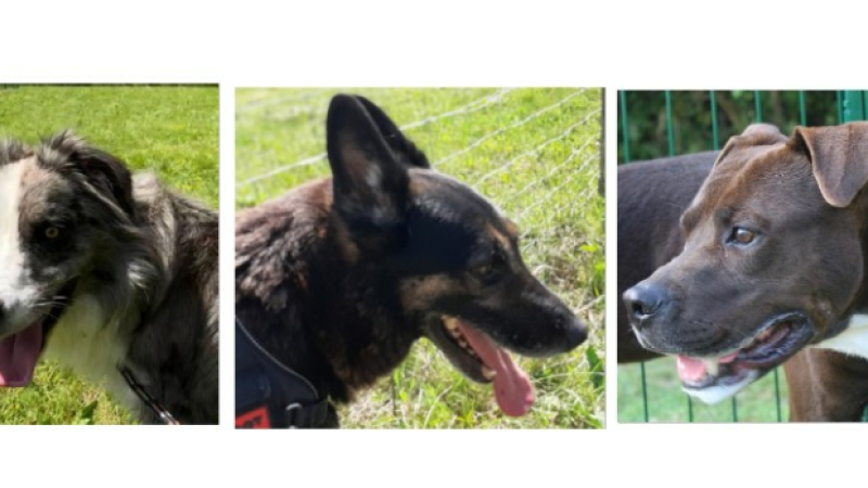 Les trois stars de la semaine : Mao, Rex et Diego !