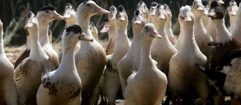 Influenza aviaire 2022 : indemnisation des éleveurs touchés par  un vide sanitaire