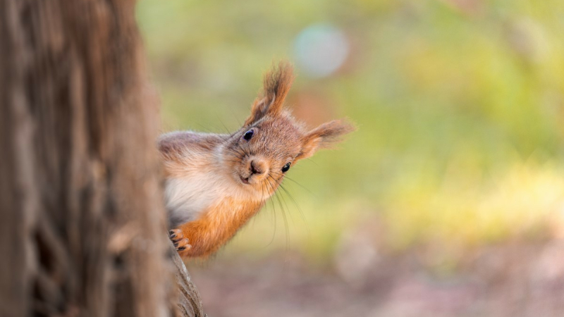 Avez-vous pris le temps d’observer les animaux qui vont et viennent près de chez vous ?