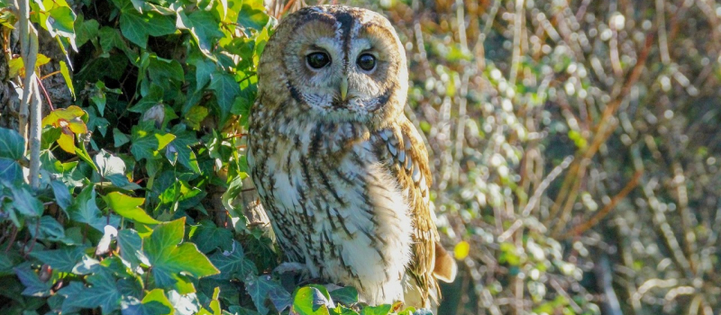 Les Rapaces au cœur de la nuit