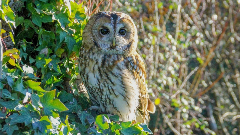Les Rapaces au cœur de la nuit