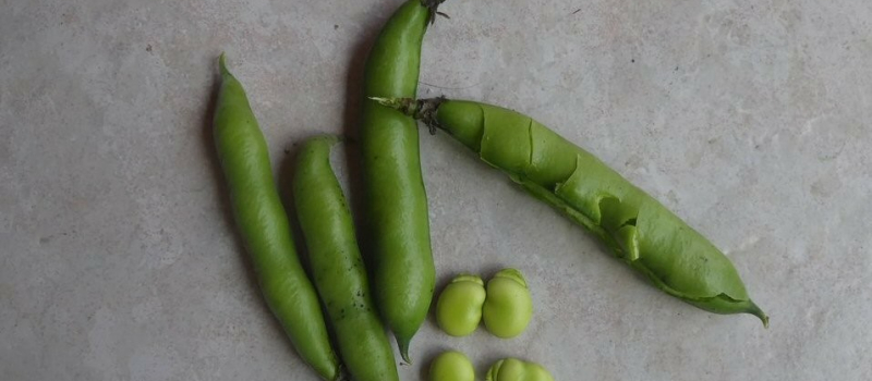 Appel à la générosité pour récupérer des fèves servies lors du Marcat de Beth Temps'A