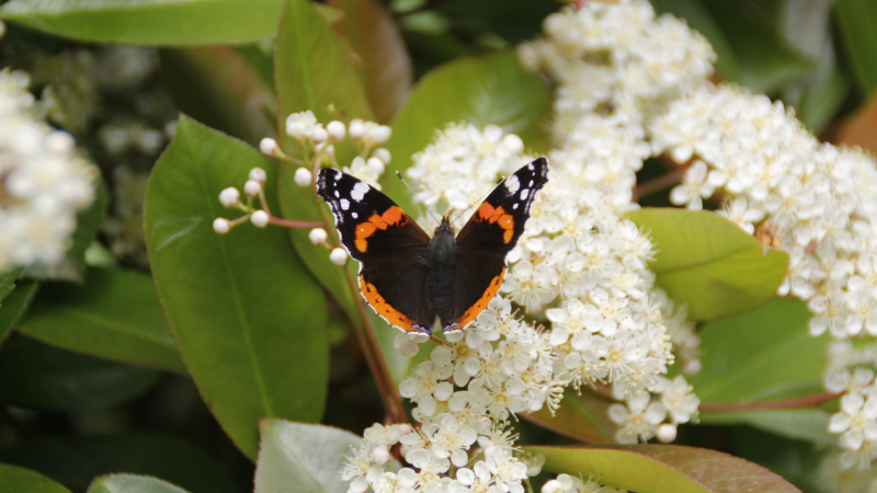 Insectes pollinisateurs