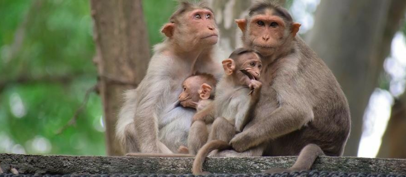 L'ARS Occitanie confirme le premier cas d'infection du virus Monkeypox