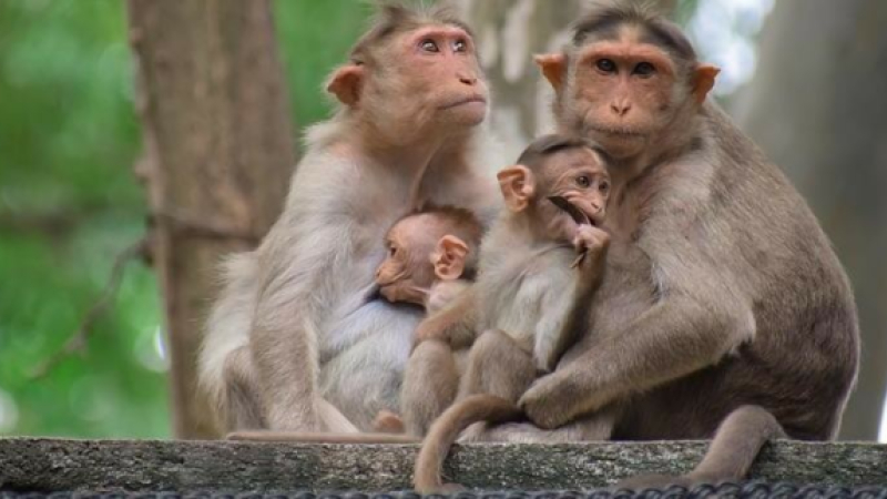 L'ARS Occitanie confirme le premier cas d'infection du virus Monkeypox