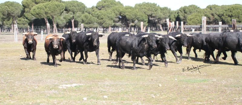 Toros en Vic : novillada du samedi 4 juin à 11h