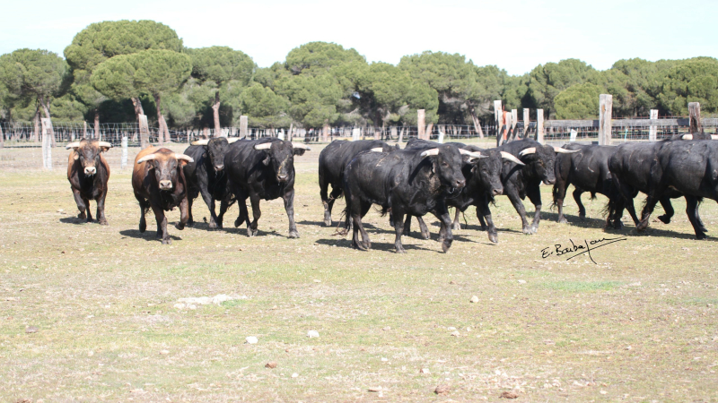 Toros en Vic : novillada du samedi 4 juin à 11h