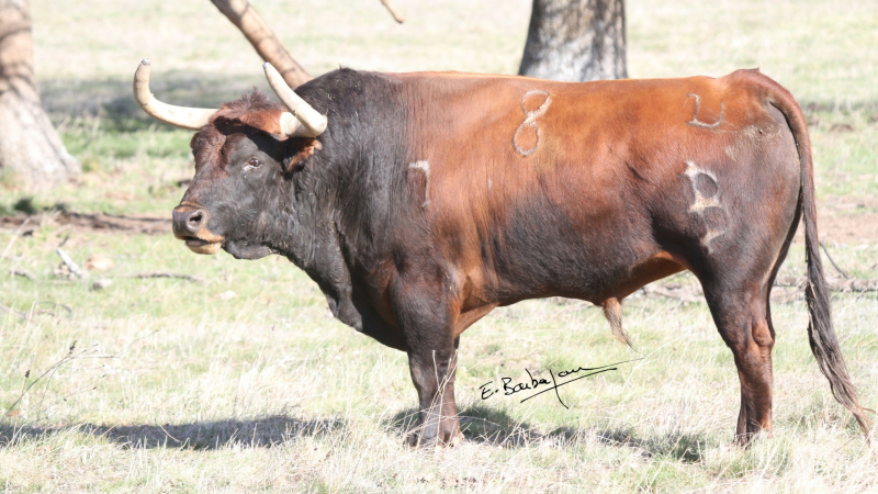 Toros en Vic : corrida de Baltasar Iban dimanche à 11 h
