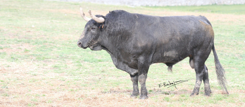 Toros en Vic : dernière corrida de la feria avec des Escolar Gil