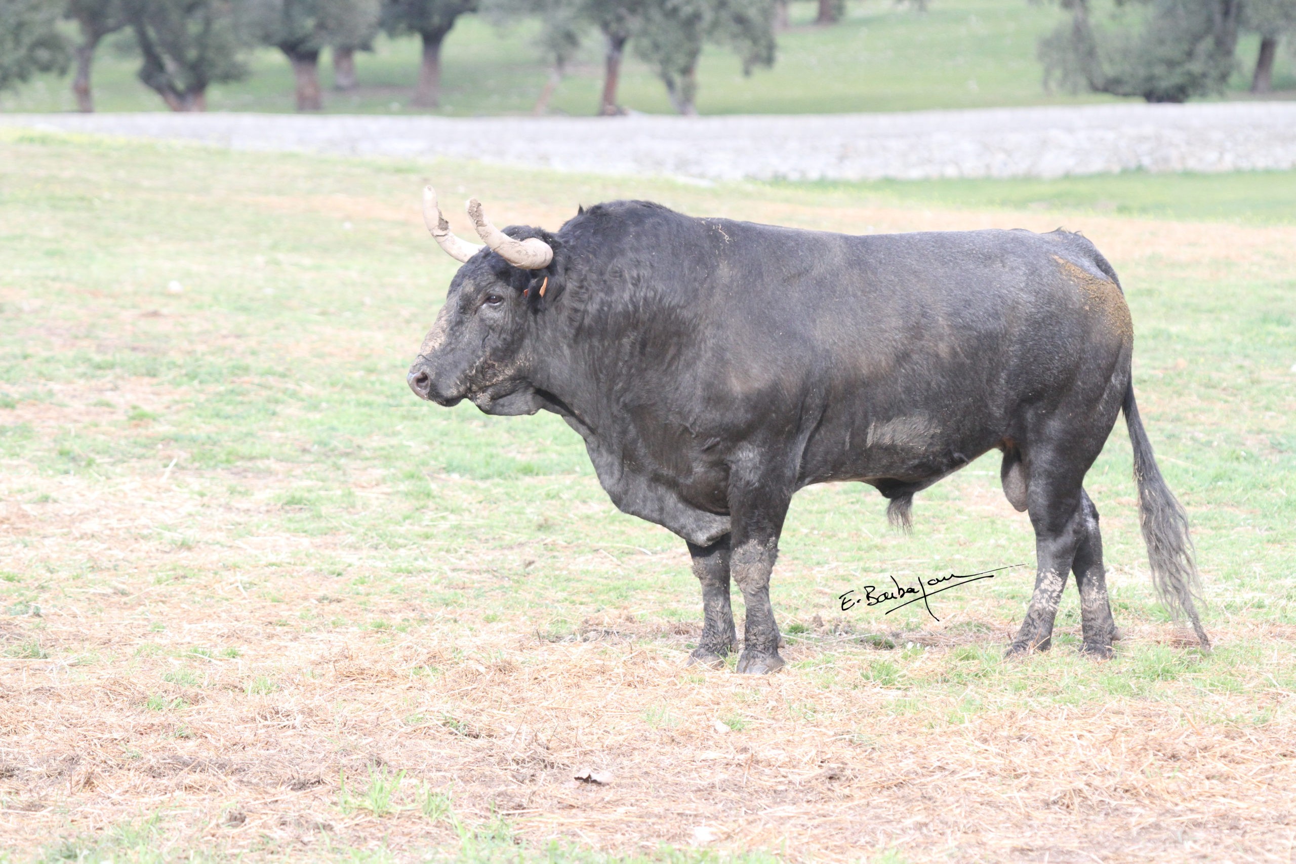 N°61_5_ano_negro_entrepelado_oscuro_IMG_2608-scaled.jpg