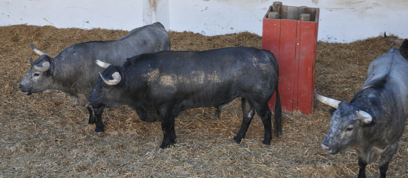 Toros en Vic : les toros sont dans les corrales