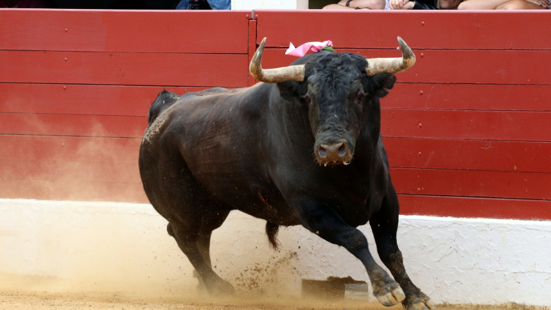 Toros en Vic 2022 : des toros à la vicoise mais une feria sans récompense pour les toreros