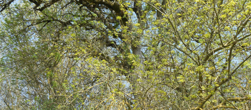 Natura'Vic, édition estivale samedi prochain !
