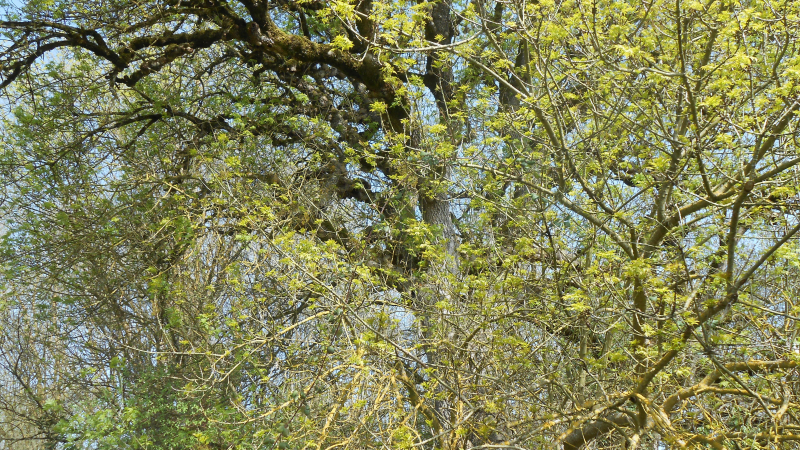 Natura'Vic, édition estivale samedi prochain !
