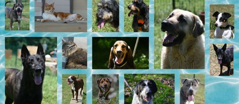 Dernier samedi de juin, journée mondiale contre l'abandon des animaux de compagnie