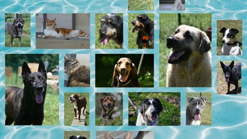Dernier samedi de juin, journée mondiale contre l'abandon des animaux de compagnie