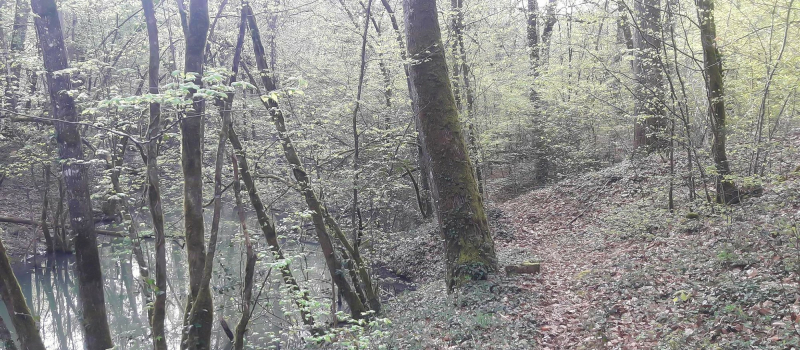 L'ONF répond aux inquiétudes sur la forêt d'Aignan