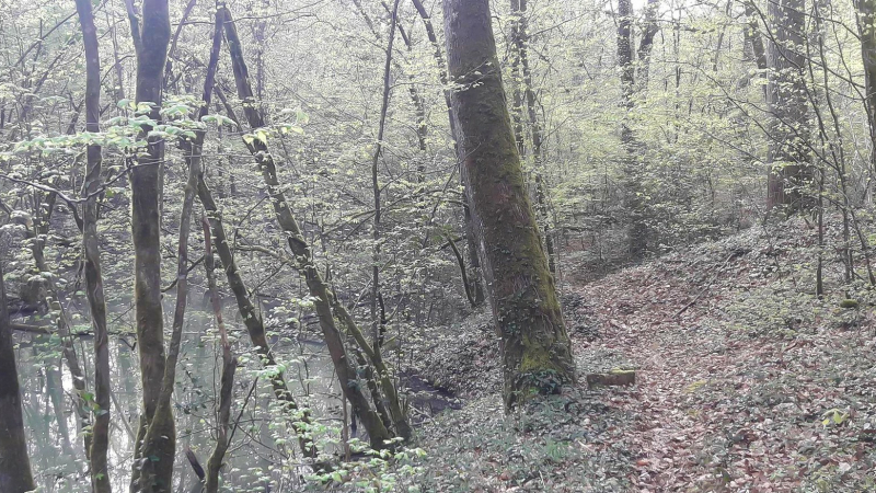 L'ONF répond aux inquiétudes sur la forêt d'Aignan
