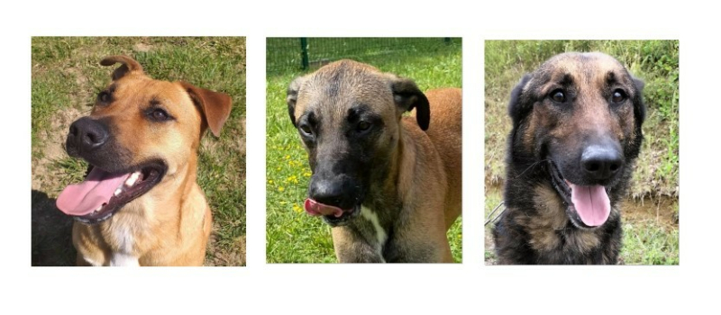 Trois croisés Malinois cette semaine !