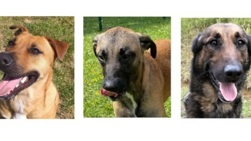 Trois croisés Malinois cette semaine !