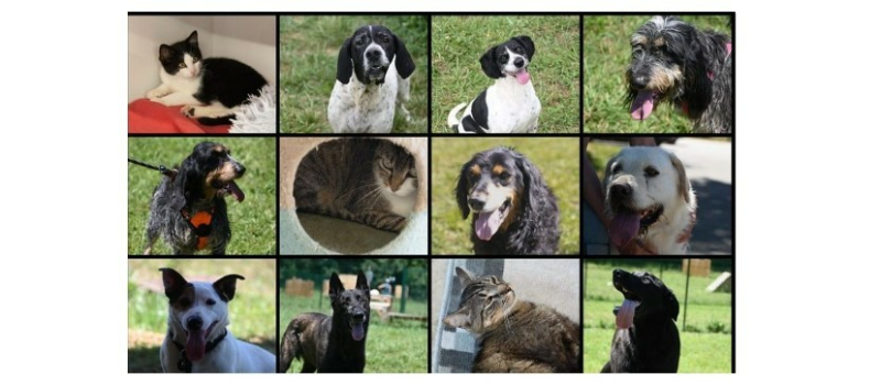 La SPA a besoin de vous ! Les animaux ont besoin de vous !