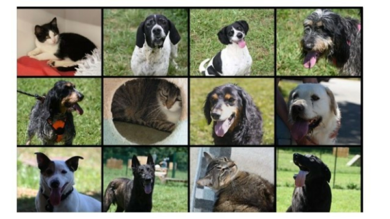 La SPA a besoin de vous ! Les animaux ont besoin de vous !