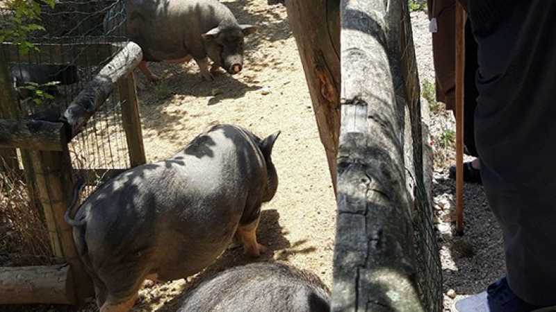Les résidents de l'ehpad au vallon des rêves