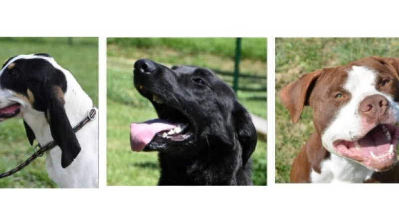 Pleins feux sur trois jeunes chiens très dynamiques !