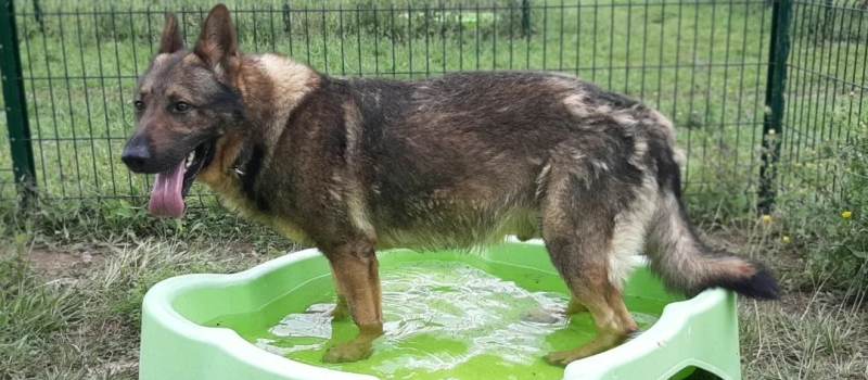 Les animaux aussi souffrent de la chaleur : les conseils de la SPA