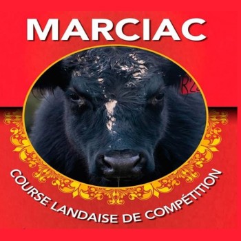 marciac course landaise xxx.jpg