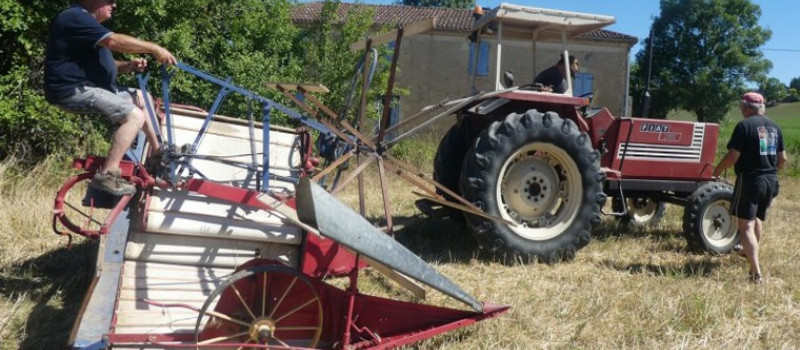 La moisson sous la canicule , comme autrefois !