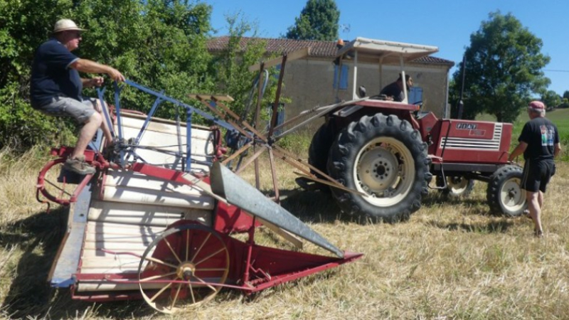 La moisson sous la canicule , comme autrefois !