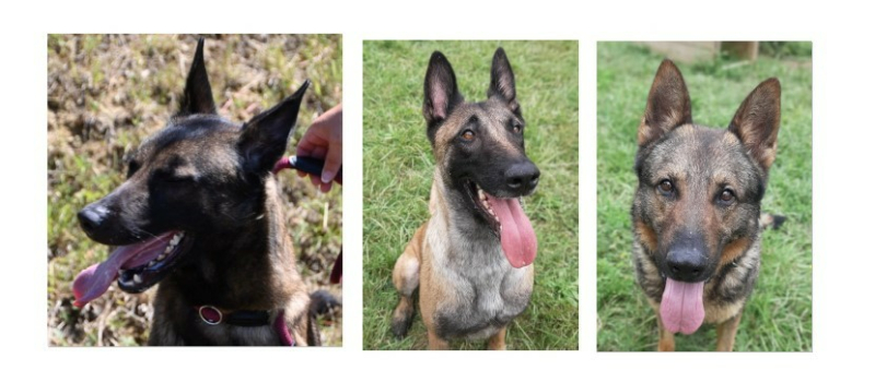 Deux belles Malinoises et un beau Berger allemand cette semaine !