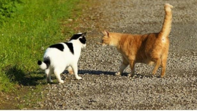 Campagne de stérilisation des chats errants dits « chats libres »