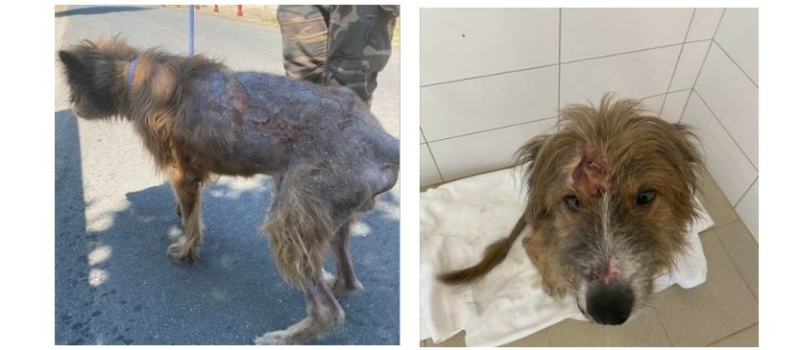 Maltraitance animale : plus jamais ça !