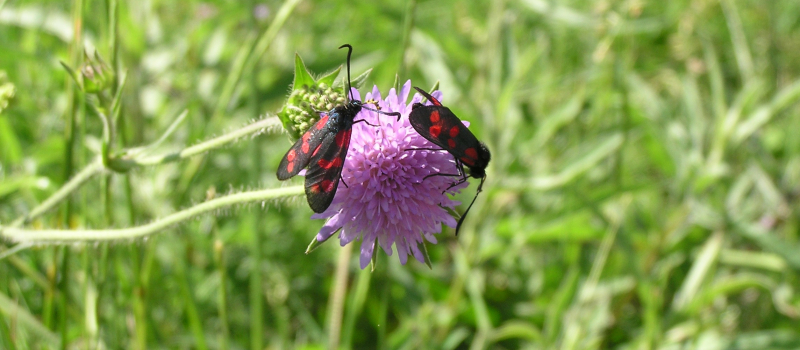 Partez à la découverte de la richesse du site Natura 2000