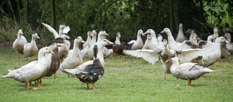 Une panoplie de mesures pour lutter contre l’Influenza aviaire