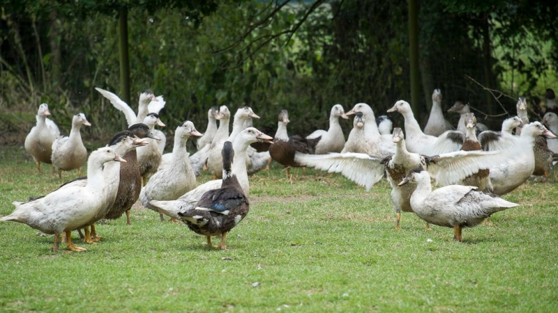 Une panoplie de mesures pour lutter contre l’Influenza aviaire