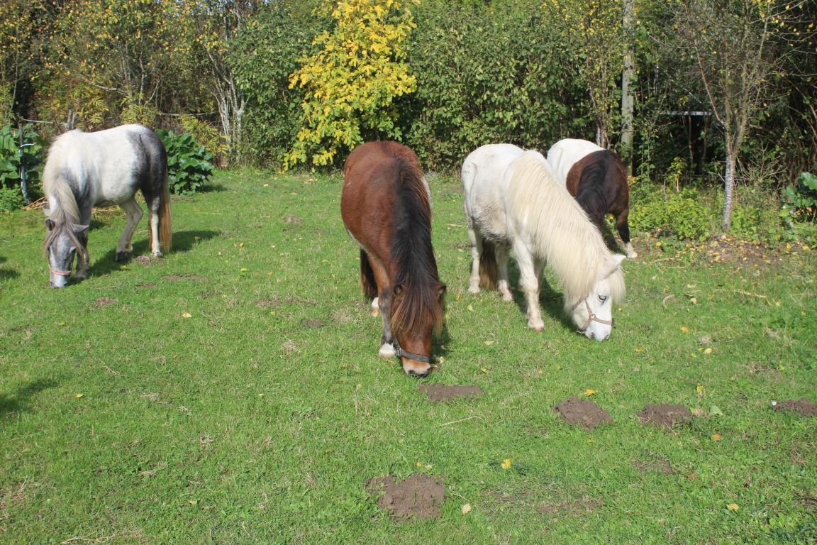 Des balades à poneys seront proposées aux enfants.