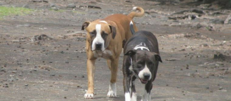 Les animaux errants Quelles solutions ?