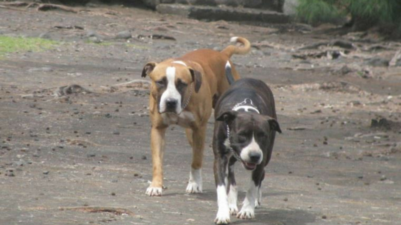 Les animaux errants Quelles solutions ?