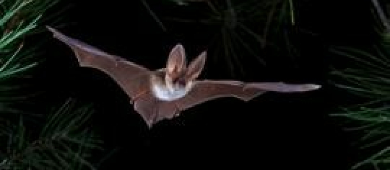 26ème Nuit Internationale de la chauve-souris