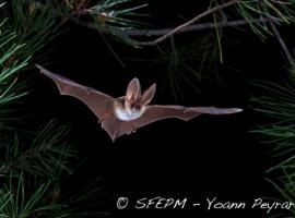 chauve souris - oreillard