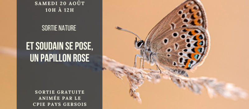 Et soudain se pose un papillon rose…
