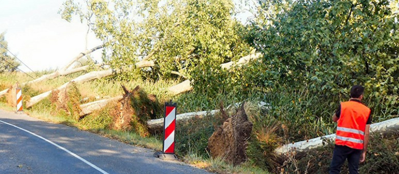 Une dizaine de platanes déracinés en bordure de la D.104