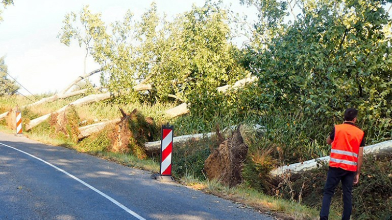 Une dizaine de platanes déracinés en bordure de la D.104