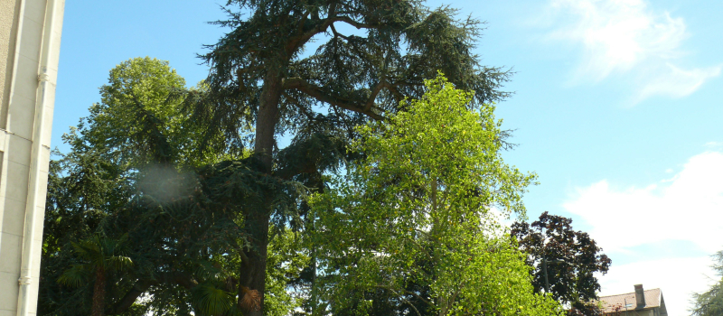 Jardin Ortholan : le cèdre de l'Atlas présentant une dangerosité absolue sera abattu