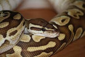 python.jpg